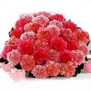 Romantic Carnation