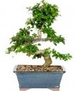 Fukien Tea
