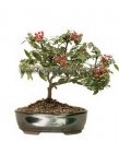 Dwarf Pyracantha