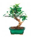 Golden Gate Ficus