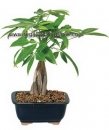 Money Tree