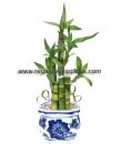 Lucky Bamboo