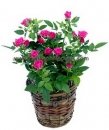 Pink Mini Roses