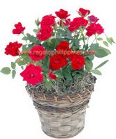 Red Mini Roses