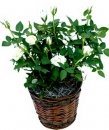 White Mini Roses