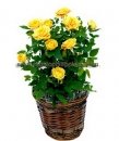Yellow Mini Roses