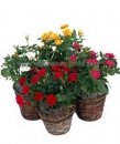 Mini Rose Combination