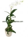 Dendrobium White Surprise