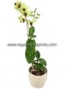 Dendrobium Anna Orchid