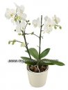 Phalenopsis Multiflora
