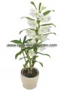 The Dendrobium