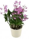 Bamboo orchid