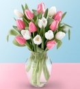 Pink and White Tulip