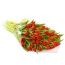 Red Tulips