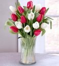 Red and White Tulip