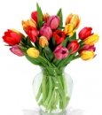 Assorted Tulips
