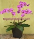 Premium Purple Orchid