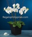 Premium White Orchid