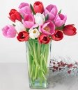 MultiColor Tulip