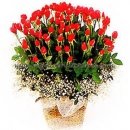 100 Red Rose