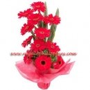 Red Coral